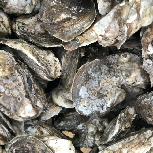 Oysters, Delaware Bay Medford Seafood Market