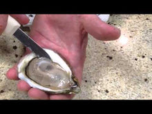 Load and play video in Gallery viewer, Oysters, Gaia (Bouctouche Bay, Canada)