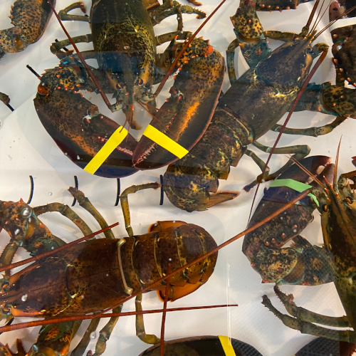 Maine Lobsters, LIVE (1.75 lb.)