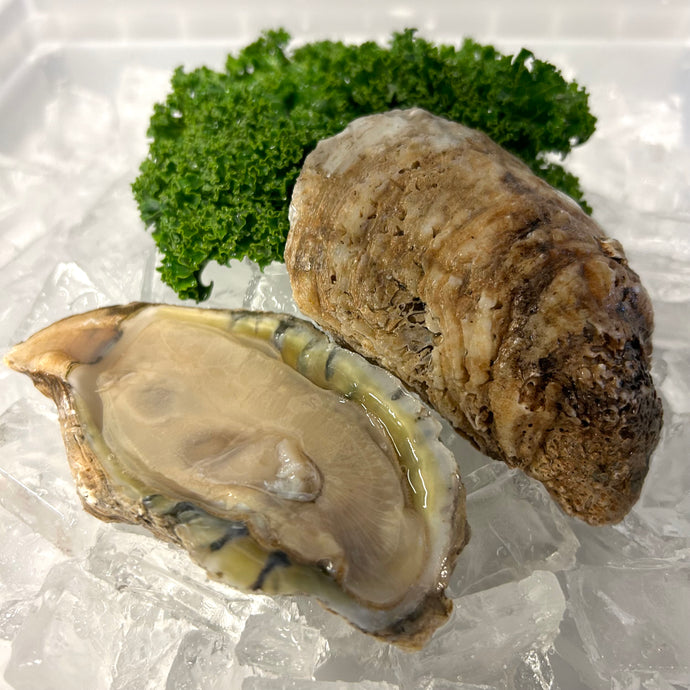 Oysters-Shucked, Delaware Bay