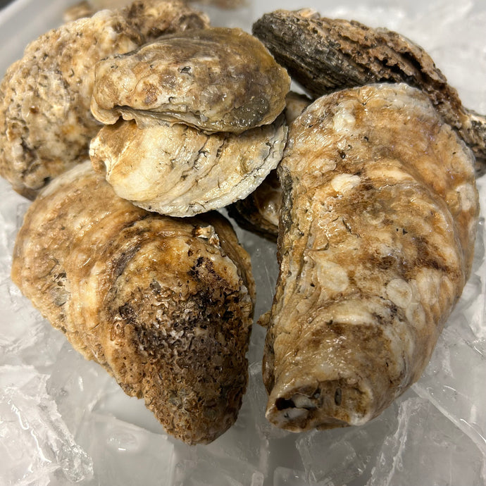 Oysters, Delaware Bay