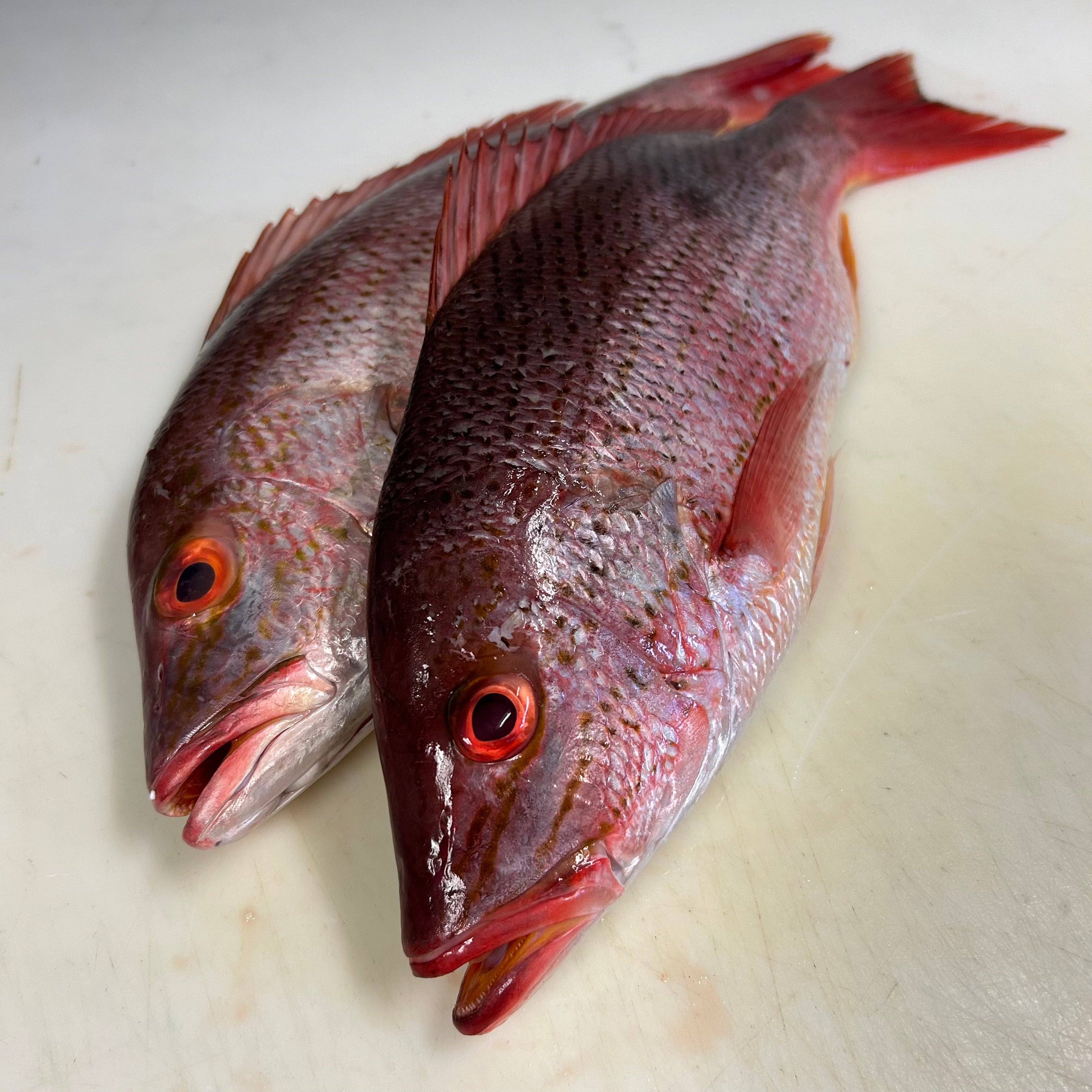 Red Snapper - WHOLE FISH - HEAD ON – Medford Seafood Market