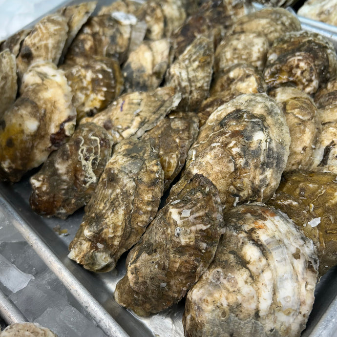 Oysters, Briny Piney (NJ)
