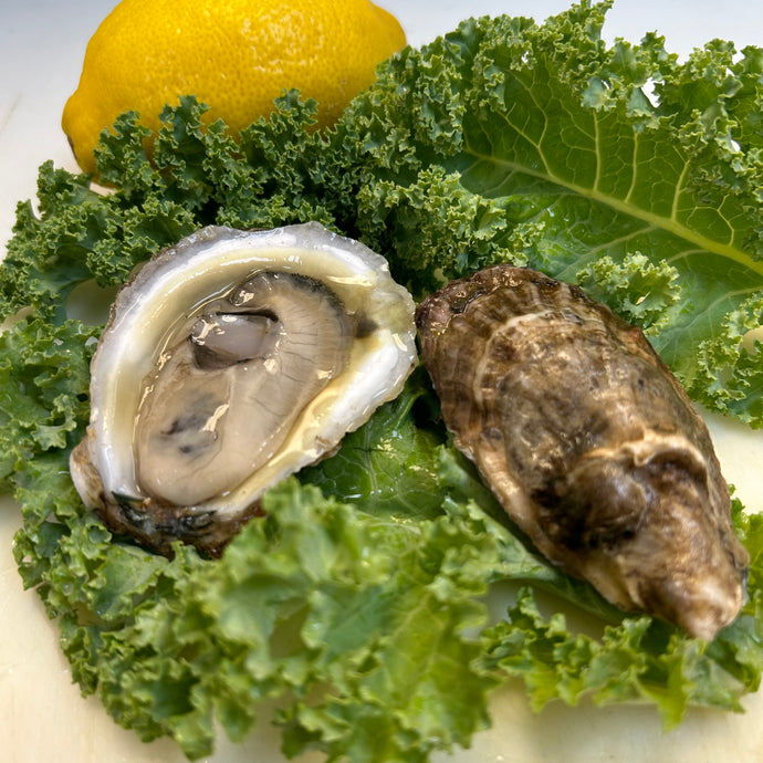 Oysters-Shucked, Briny Piney (NJ)