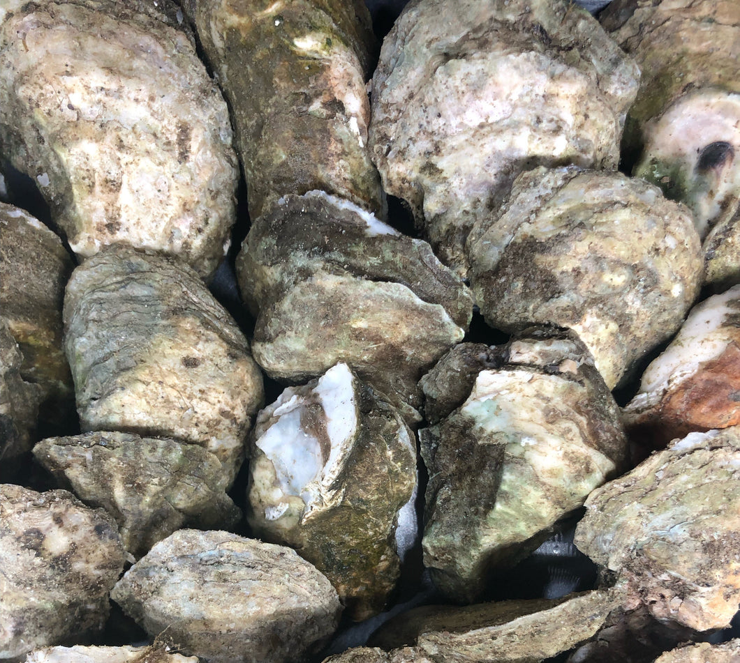 Oysters, Wellfleet (Massachusetts)