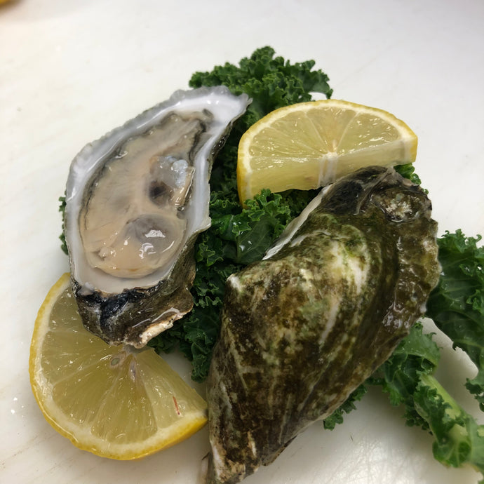 Oysters-Shucked, Wellfleet (Massachusetts)