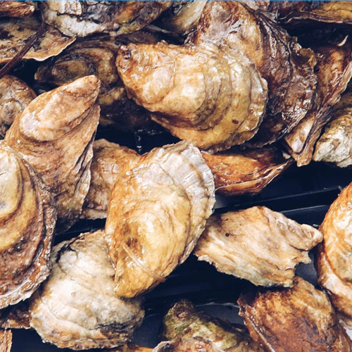 Oysters, Beau Soleil (NB, Canada)