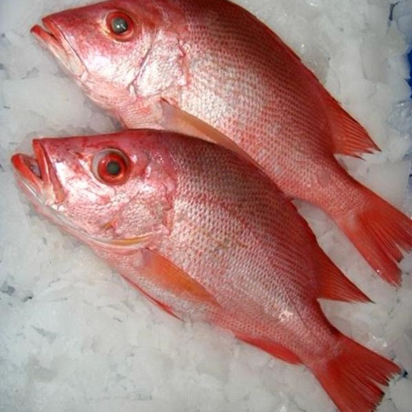 Red Snapper - WHOLE FISH - HEAD ON