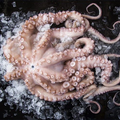 Spanish Octopus, Whole - Frozen